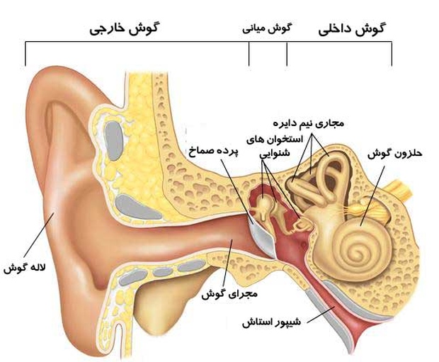 سیستم شنوایی انسان